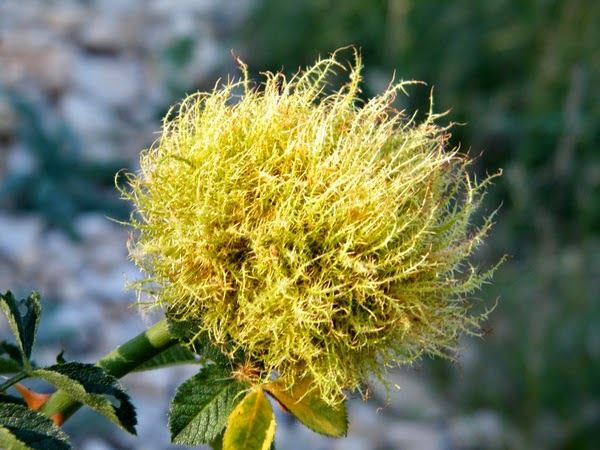 Bédégar sur églantier - Luberon (04) - juillet.