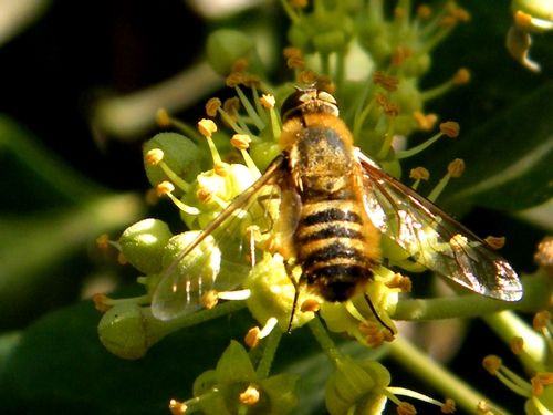 "Villa hottentotta"  Bombyle hottentot sur fleurs de lierre - 25.09.2016 -