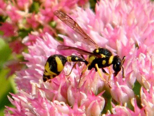 EUMENES PAPILLARIUS mâle sur fleurs de sedums spectabiles - Septembre - 10 mm -