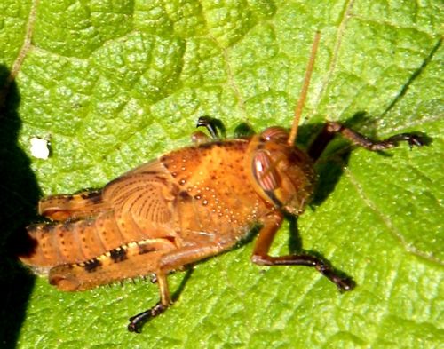 Criquet égyptien , couleur différente - Luberon (04) - 570 m - 09.09.2016 - sur feuille de rose trémière.