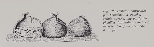 L'urne de l'eumène avec les chenilles paralysées. Extrait de "l'architecture animale" de Karl Von Frisch, éditions A.Michel 1975.
