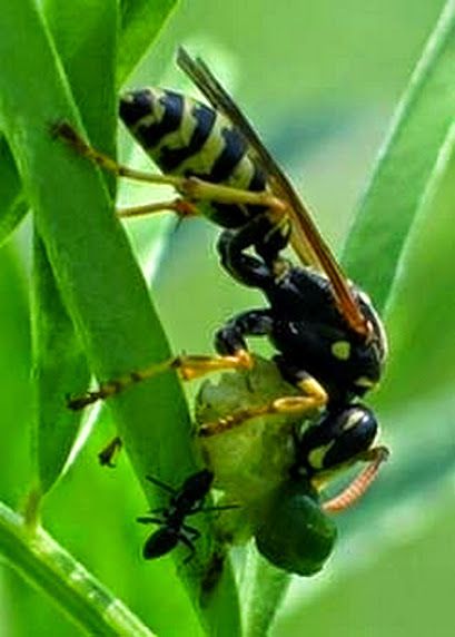 Guêpe POLISTES NYMPHA/ASSOCIUS dévorant une chenille en compagnie d'une fourmi, sur fenouil.