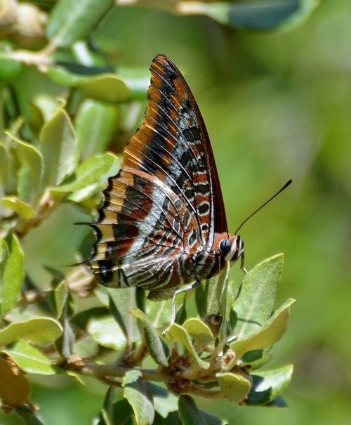 Le Pacha à deux queues "Charaxes jasius". Photo Gisèle BARLET.