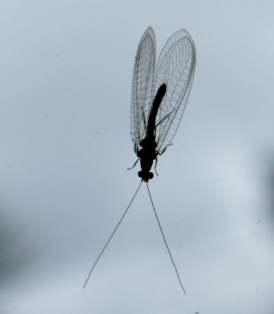 Détails des ailes d'une chrysope (Névroptère)