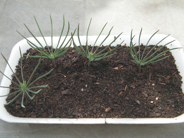 3 - Les pins pignon germent 04.04.2016 - plantés le 03.12.2015. (20 cm)