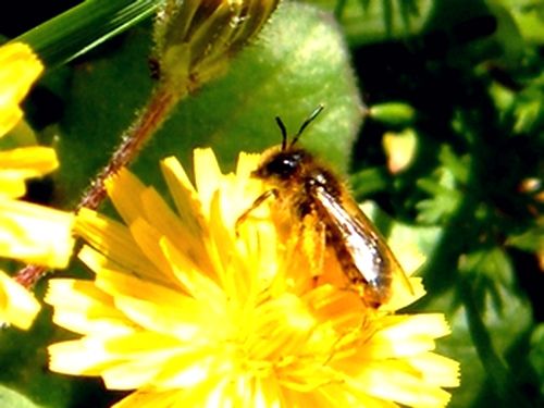 B - ANDRENA RHENANA ( 8 mm ) sur Astéracées - Hieracium umbellatum (Epervière commune) - 06.03.2017 - 13 h - 17° - 08.03 : 14 h  