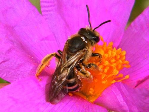 "Halictus scabiosae" sur ciste cotonneux.