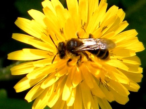 C - Le 21.03 toujours sur épervière commune "Hieracium umbellatum" - T 16° -