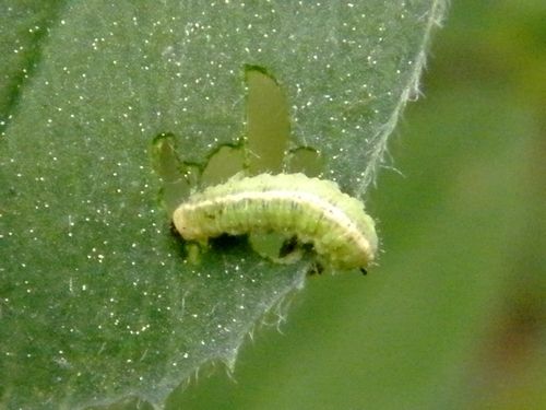 Le "Clairon des abeilles" (Trichodes apiarus) - Larve de phytonome Hypera postica, ravageur de la luzerne - 4 mm - 22.03.2017 -