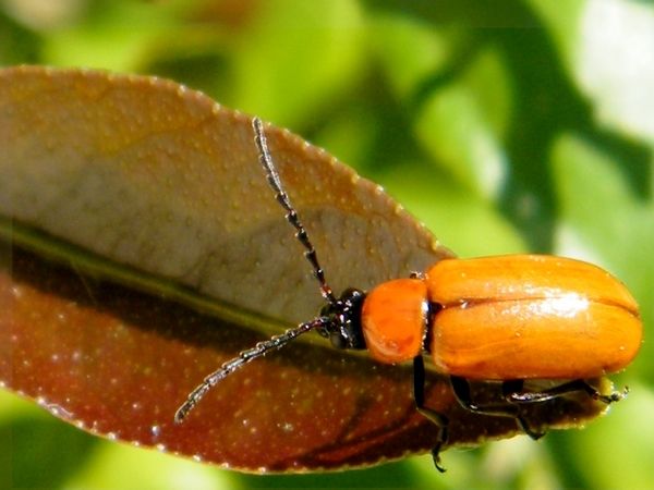 Clytus arietis - Dorcadion fuliginator - Mylabris quadripunctata - Chrysomela Exosoma lusitanicum - Attagenus frifasciatus