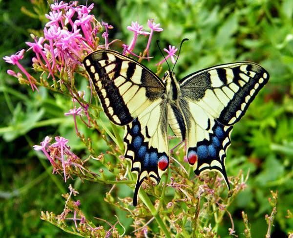 PAPILIO MACHAON sur centranthe rouge ou valériane. Juillet.