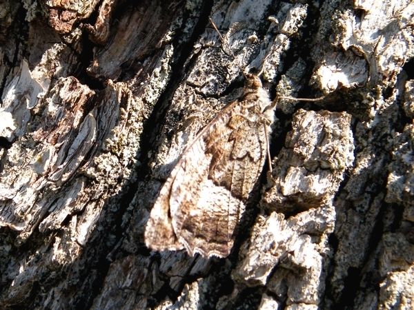 Le sylvandre et son mimétisme (contre-tonalité de Thayer) sur le tronc d'un arbre, puis de profil.