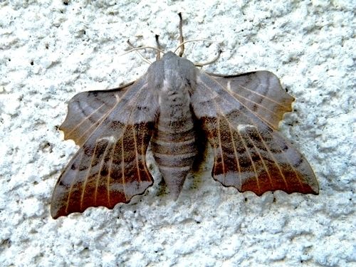 Sphinx du peuplier "Laothoe pupuli" - Marignane (13) - Se cache dans les feuilles ou sur son arbre, ici surpris sur un mur.