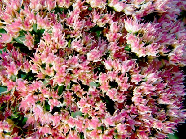 Gros bouquet de la centranthe rouge. Bord de mer la Vesse (13) 14.04.