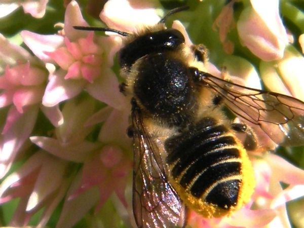 "Megachile centuncularis" femelle. 13.09.2017 sur sedum.