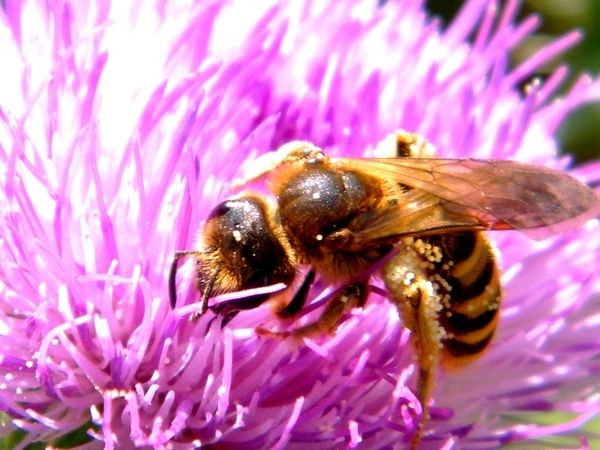 HALICTUS SCABIOSAE femelle. Sur chardon et sur ciste cotonneux  - avril -