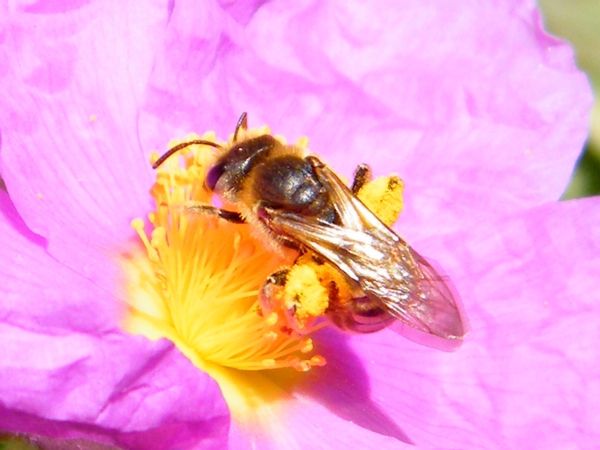"Halictus scabiosae" sur ciste cotonneux.