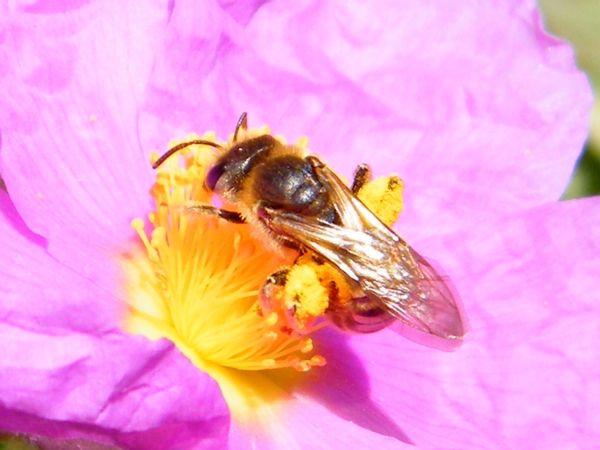 "Halictus scabiosae" sur ciste cotonneux.