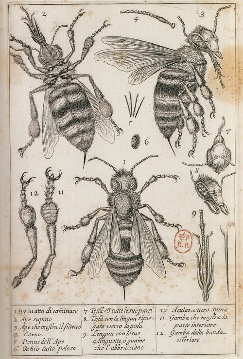 Premier dessin de l'anatomie d'une abeille . 