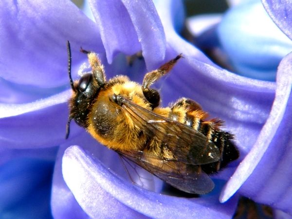 ANDRENA MIGROAENEA sur jacinthe - 15.03.2018.