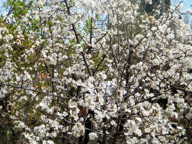 Le prunellier épineux  "Prunus spinosa" fleurit en mars. Les fleurs viennent avant les feuilles et les baies l'été.