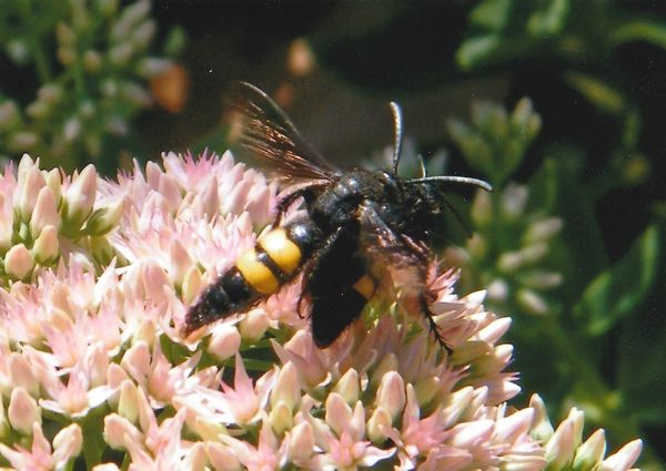 GRANDE SCOLIE DES JARDINS &quot;Megascolia maculata&quot; - SCOLIA HIRTA - La scolie hirsute