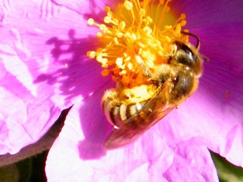 Halictus scabiosae - avril - Abeille solitaire fidèle au ciste.