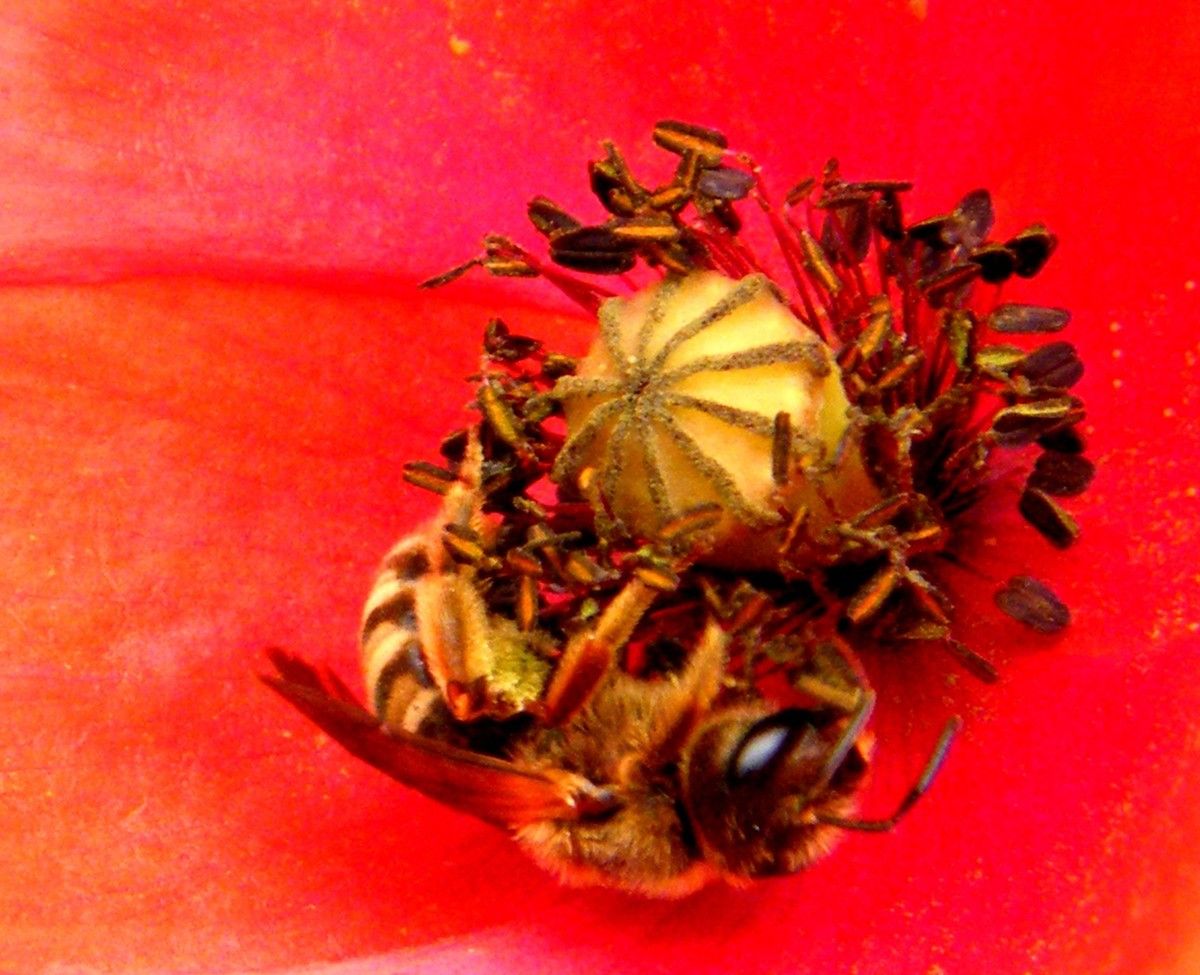 À l'intérieur du coquelicot, je partage le soleil avec lui.