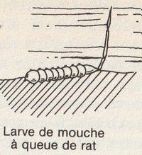 La larve "queue de rat" de l'éristale qui s'approvisionne en air à la surface du liquide.