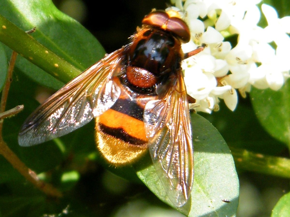 VOLUCELLA ZONARIA PODA . 22.05. Les larves de Volucella zonaria se développent dans les nids de guêpes et de frelons.