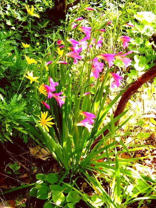 Les glaïeuls d'Illyrie - fleurs de la garrigue - avril -