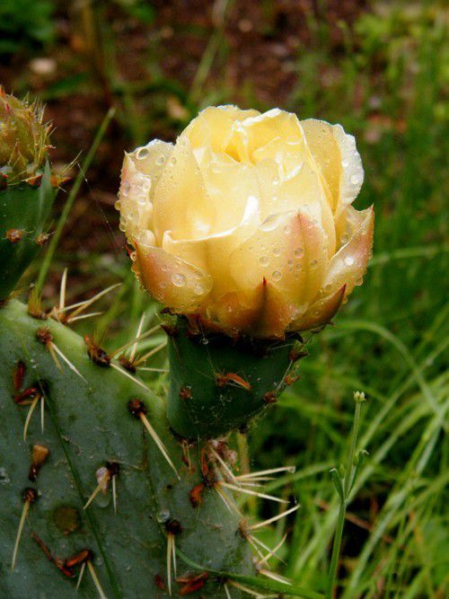  26 mai 2018 dans mon jardin