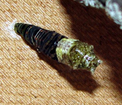 La chrysalide non encore complètement débarrassée de la peau de la chenille.