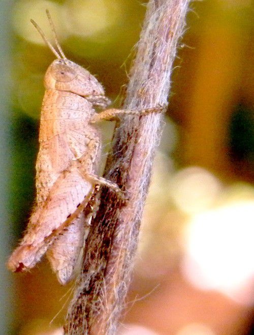 PEZOTETTIX GIORNAE, criquet pansu - sur sedum- 10 mm -  octobre Et sur genêt le 26.07.2018 - sur tige 13.11.2020