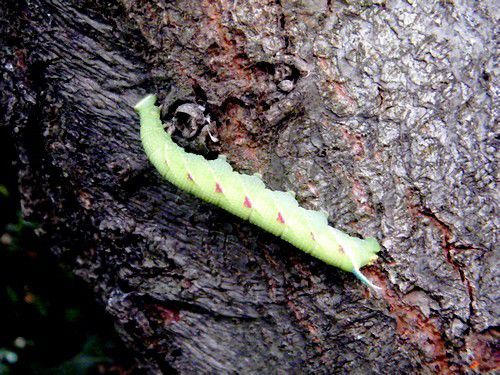 Sa chenille contre le tronc d'un tilleul au jardin - Marignane. La chenille emploie l'homochromie évolutive, verte sur les feuilles nourricières et brune lorsqu'elle descend le long du tronc pour s'enterrer.