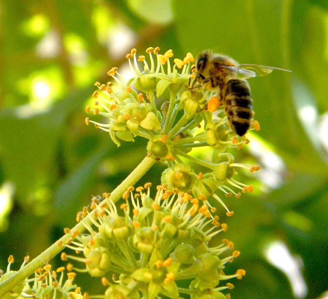 Le lierre en fleurs - 25.09.2016 - 08.09.2017- 20.09.2018. Premières abeilles sur fleurs épanouies .