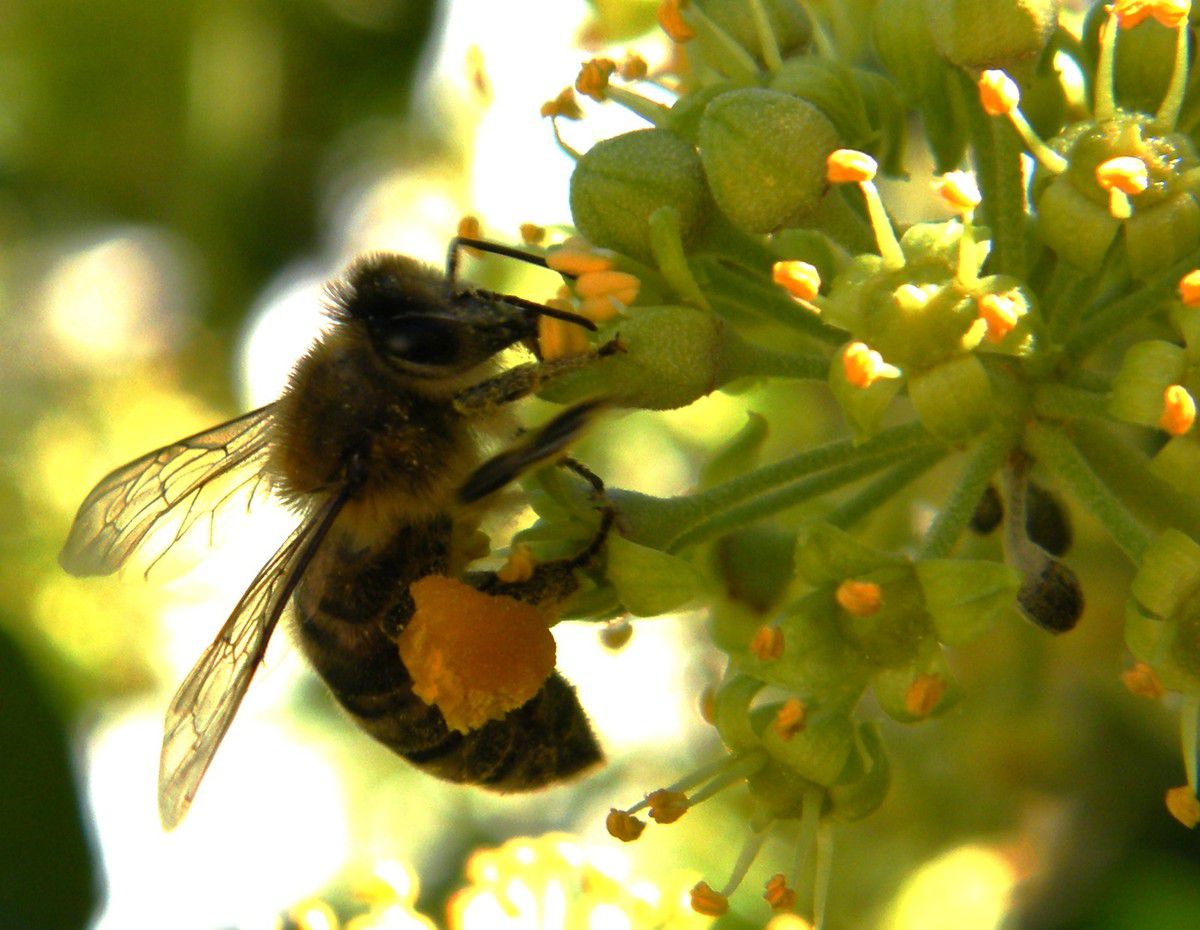 Abeille sur le lierre avec sa provision aux pattes. 23.09. 