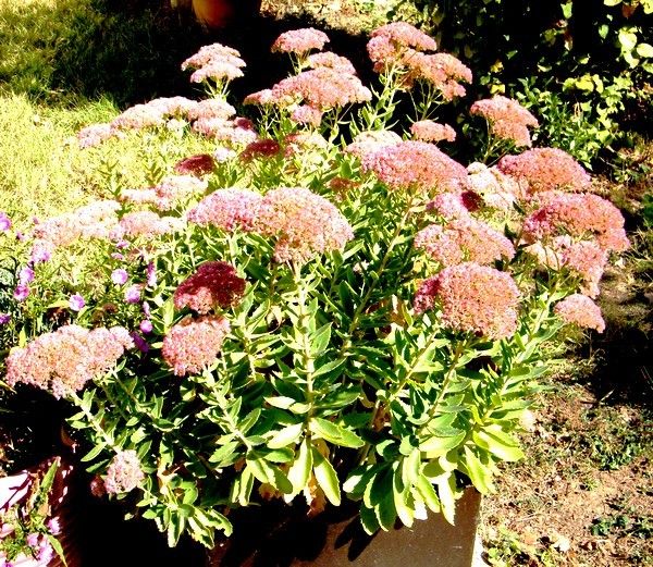 Sur une feuille de sedum spectabile, une goutte d'eau, réserve pour désaltérer les insectes ! Un bouquet de sedums, fort apprécié de tous les butineurs et coriace. Supporte bien la chaleur et la sécheresse. 29.09.