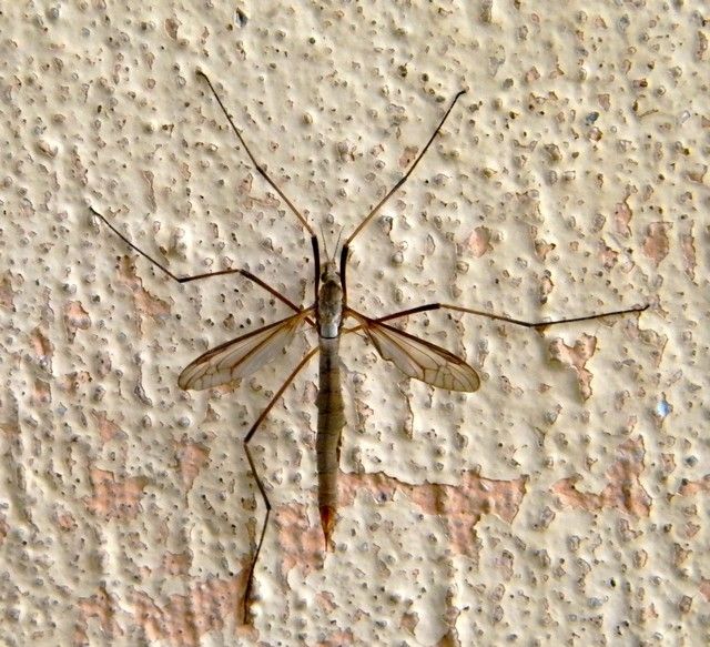 TIPULA PALUDOSA - octobre.