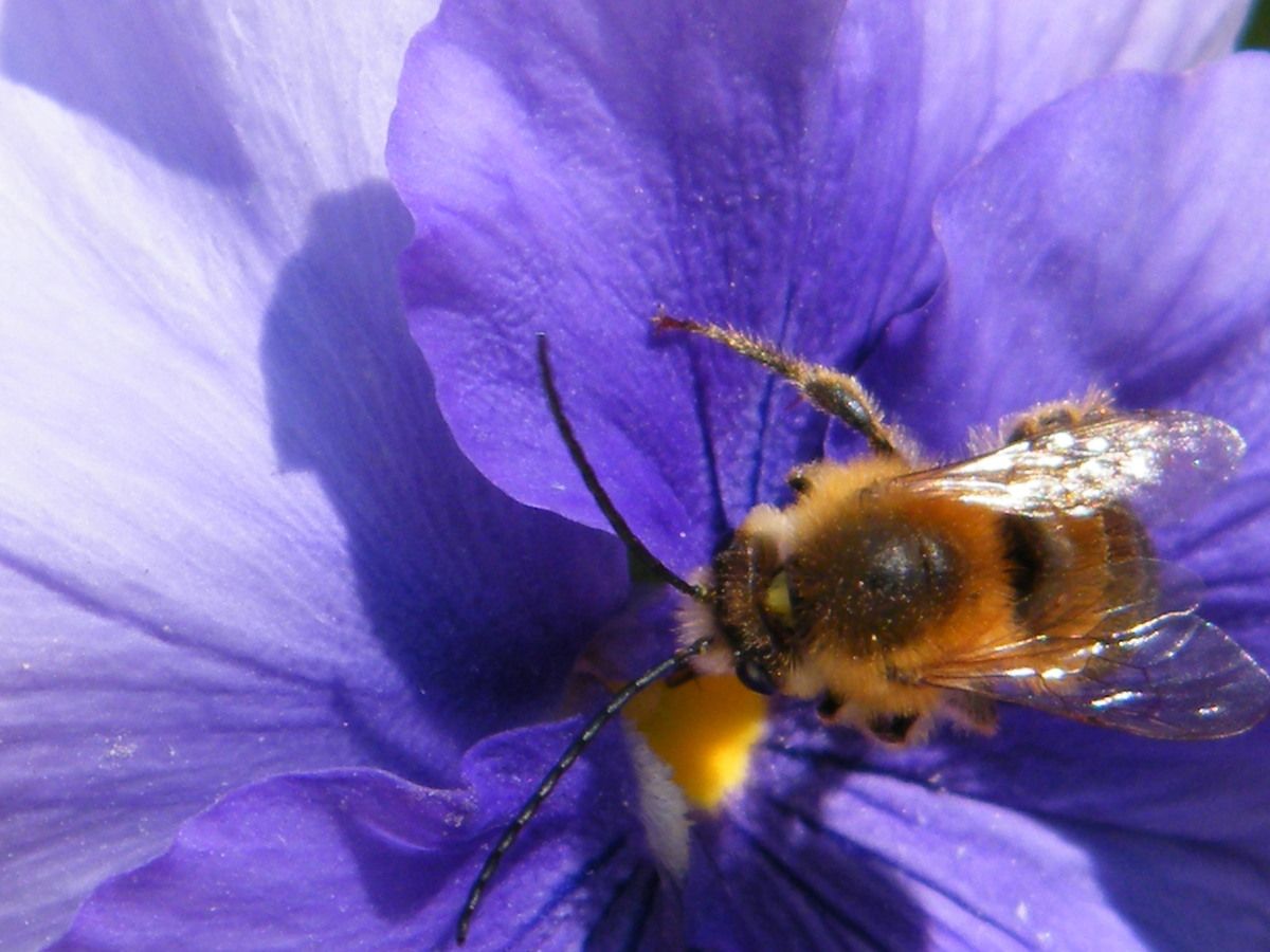 EUCERA SP sur fleurs de pensées le 27.02.2019.