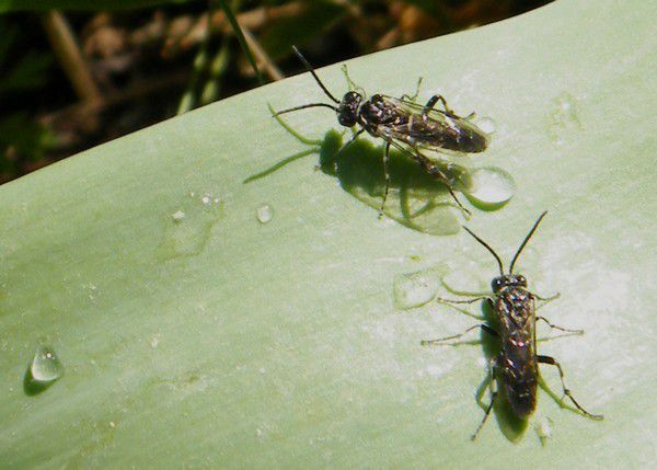 EUPELMIDAE SP.  23.03.2019. sur feuille de jacinthe