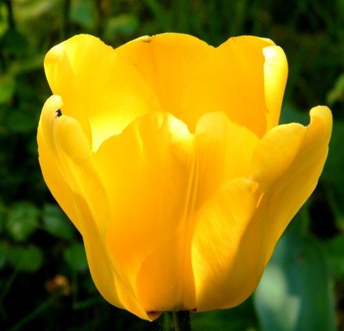 Comme une aquarelle : tulipes rouges et autres au jardin (acclimatées) - liliaceae - Du turc tülbend - 16.04.2018 au tôt matin. Voici qui aurait rendu fou les "faux tulipiers" hollandais !