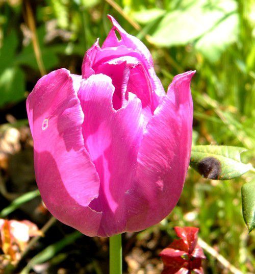Comme une aquarelle : tulipes rouges et autres au jardin (acclimatées) - liliaceae - Du turc tülbend - 16.04.2018 au tôt matin. Voici qui aurait rendu fou les "faux tulipiers" hollandais !