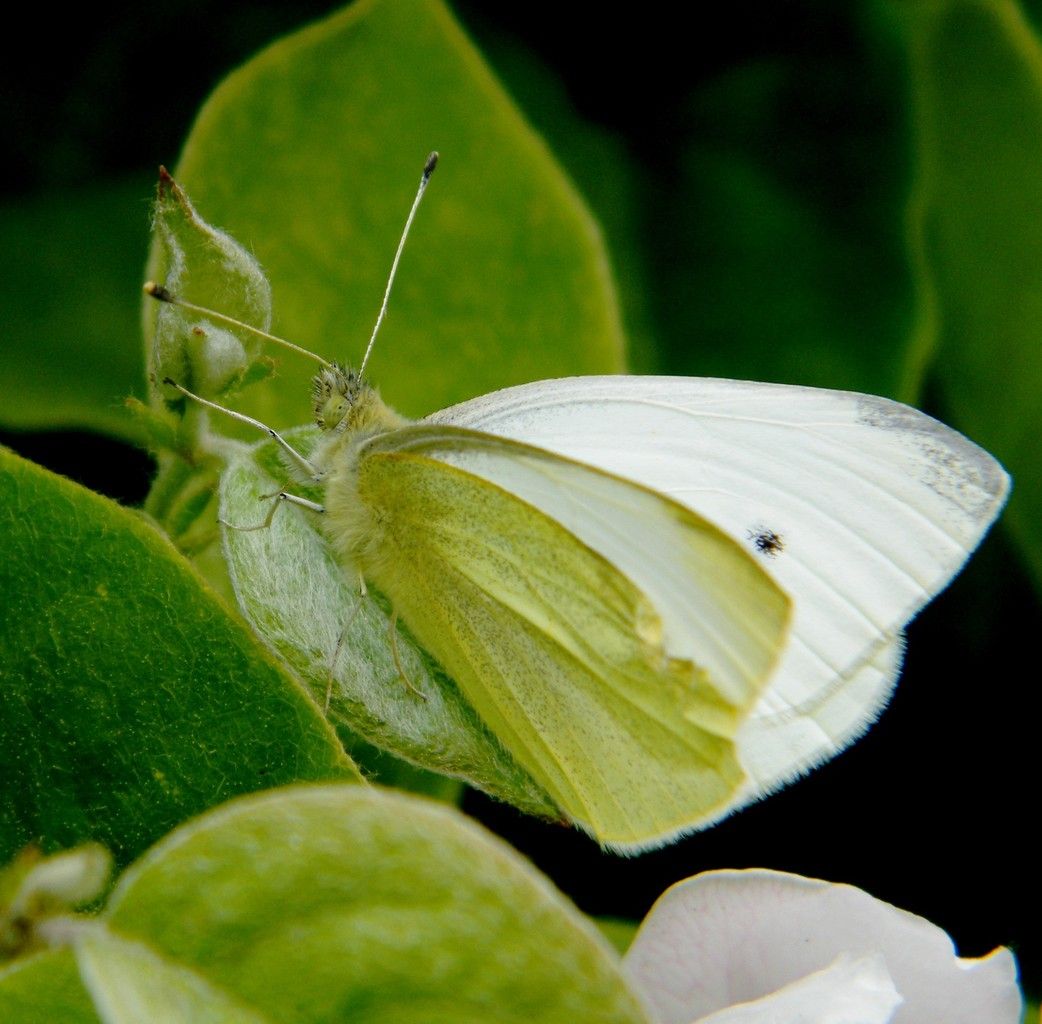 Piéride du chou et fleur de cognassier. Avril.