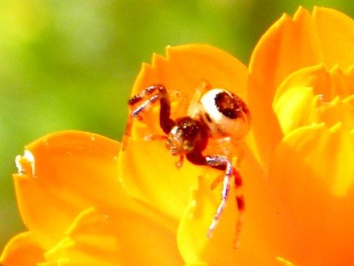ARAIGNÉE-NAPOLÉON - Synaema globosum - les butineurs en voient de toutes les couleurs !