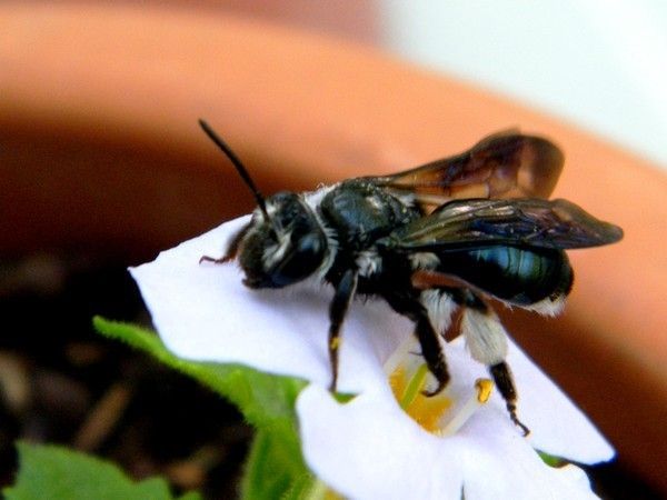 Andrena cineraria femelle