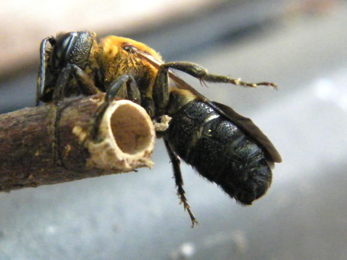 MEGACHILE SCULPTURALIS - Une observation curieuse en juillet.