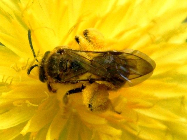 Halictidae - Lasioglossum (evylaeus ?) sp.  sur fleur de laiteron. 17.06.2019. Elles sont nombreuses sur cette fleur.n