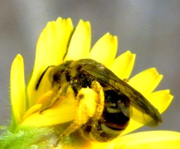 Halictidae - Lasioglossum (evylaeus ?) sp.  sur fleur de laiteron. 17.06.2019. Elles sont nombreuses sur cette fleur.n