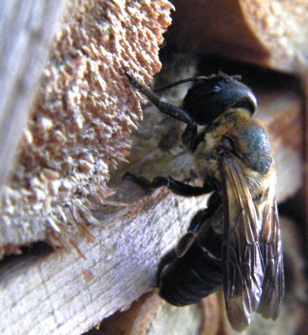 MEGACHILE SCULPTURALIS (suite) - une observation insolite - 30.07.2019. Leucospis cordigera.